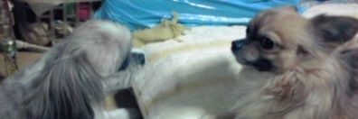 🐤🐶かな🐶🐤◼️喪中◼️ banner