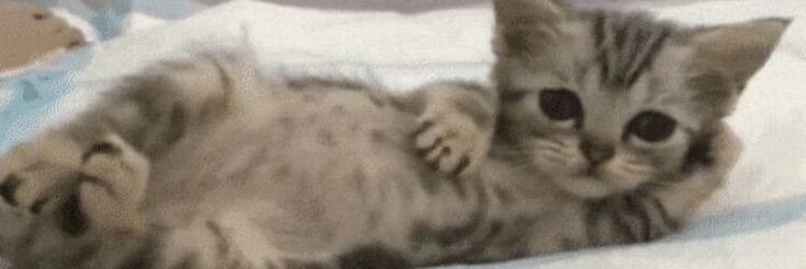 2Miaus - OPEN COMS banner