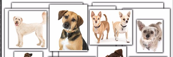 AllisonShamrell Profile Banner