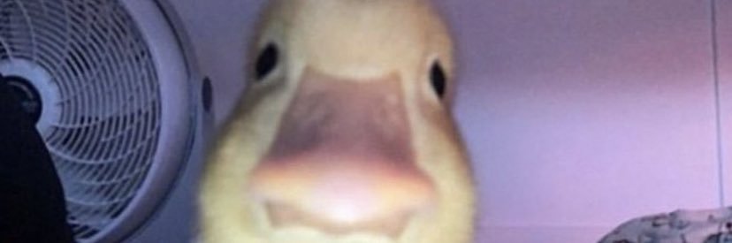 HaileyPaff's profile banner image