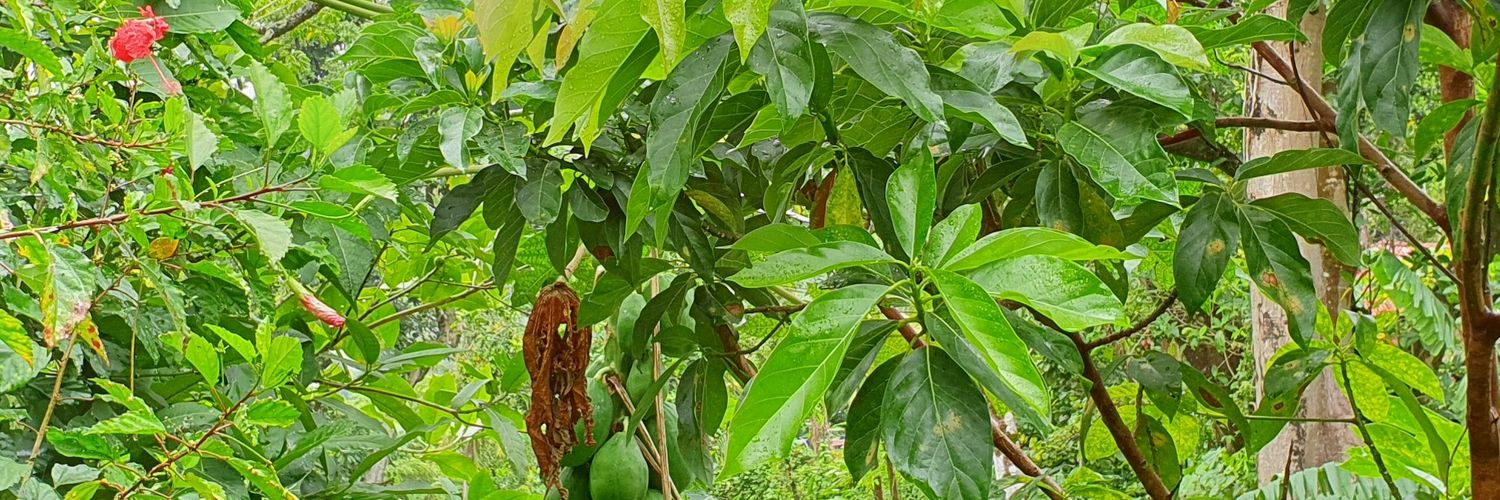 💙🙏🏿🌹Ivor Etienne banner