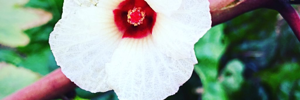 5adaycsa's profile banner image