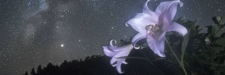 ໒꒰ྀི *' ᵕ '* ꒱ྀིა banner