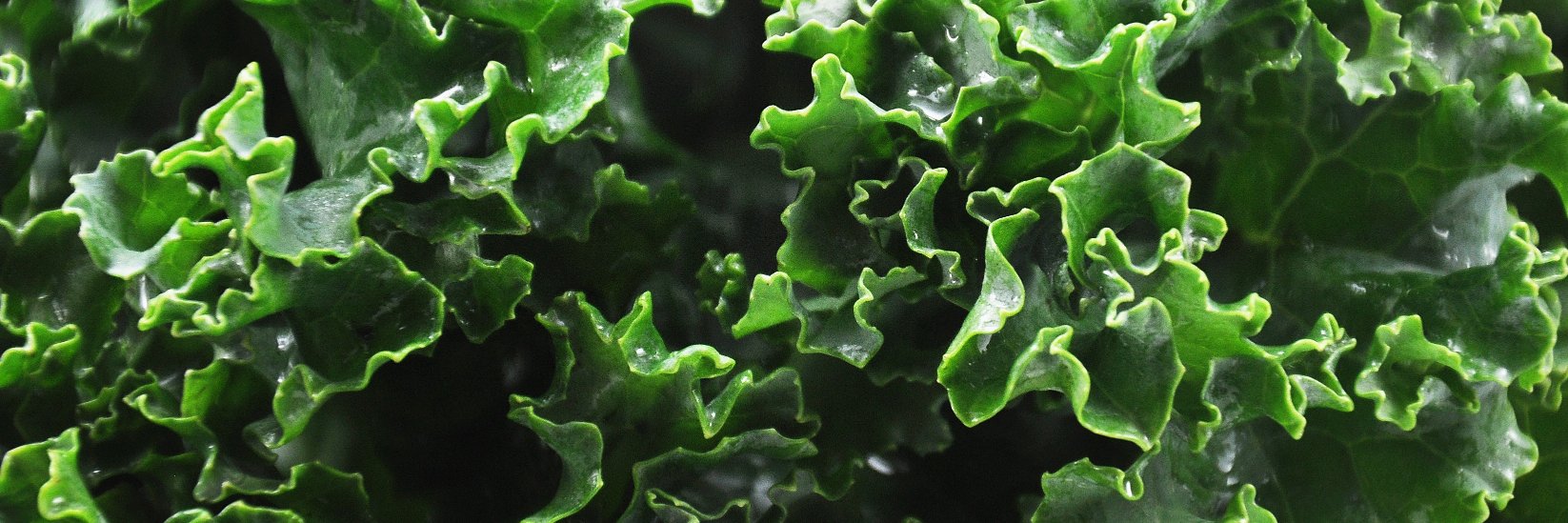 Certified South Carolina banner