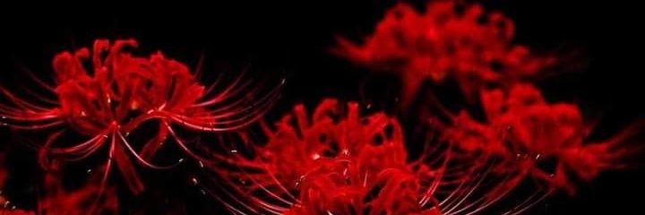 colibriasustado's profile banner image