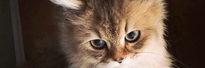 ⚜JuLia⚜ 🇮🇩 banner