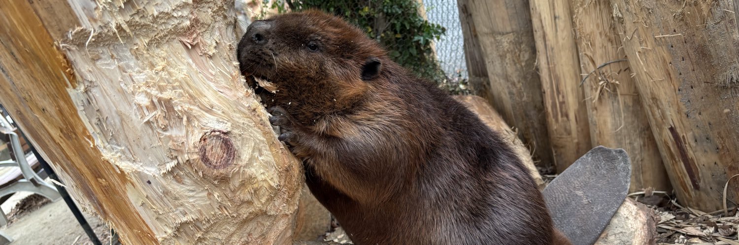 ビビとババ banner