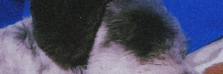 micasantilann's profile banner image