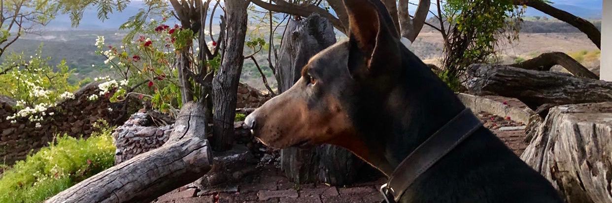 Ana Roderi 🐦 banner