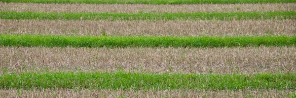 Lillput Profile Banner