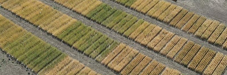 Condie Genetics banner