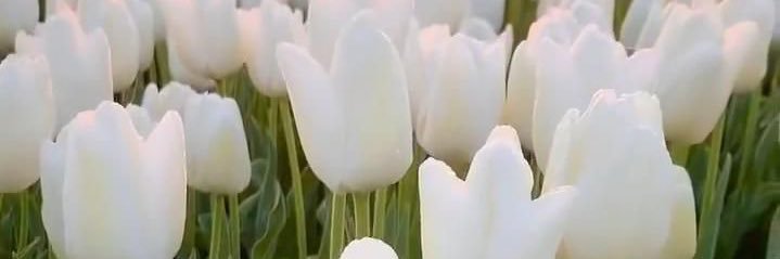 mcblanco's profile banner image