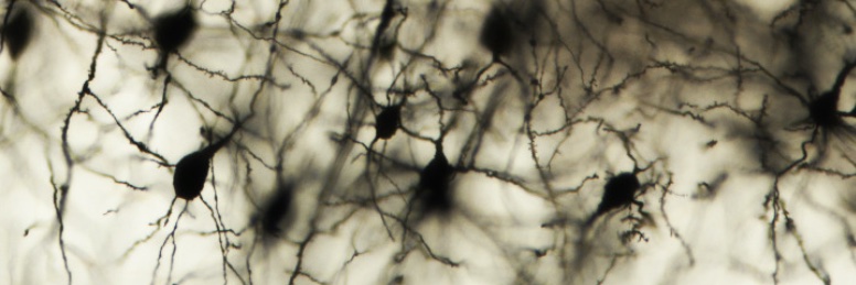 Simona Lodato banner