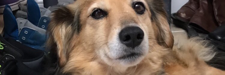 ally_cerone's profile banner image