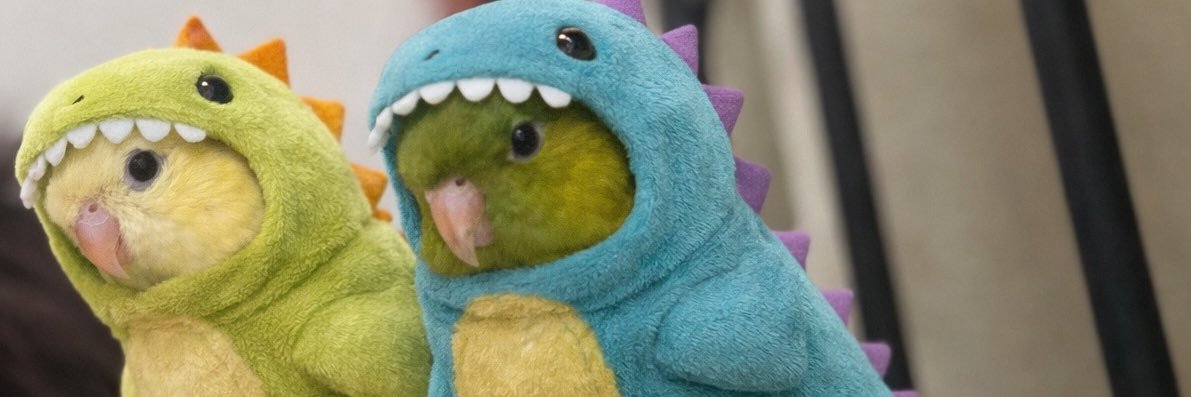 か お り 🦭 banner