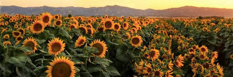 JustStracy's profile banner image