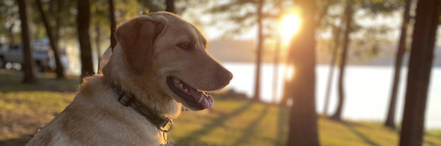 LeahCollie's profile banner image