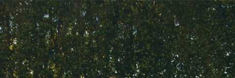 Musgraviteee's profile banner image