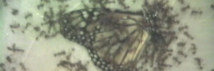 t4rdr34m's profile banner image