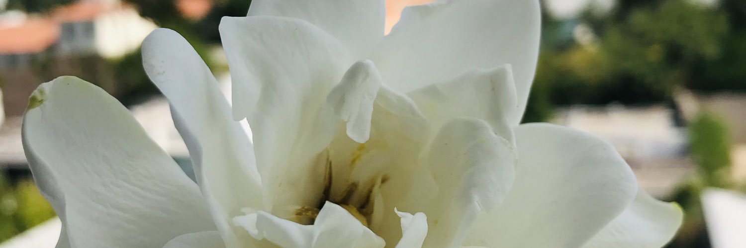 anttorozas's profile banner image