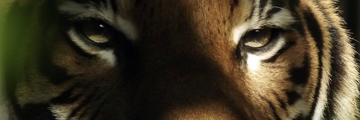 Cangran8's profile banner image