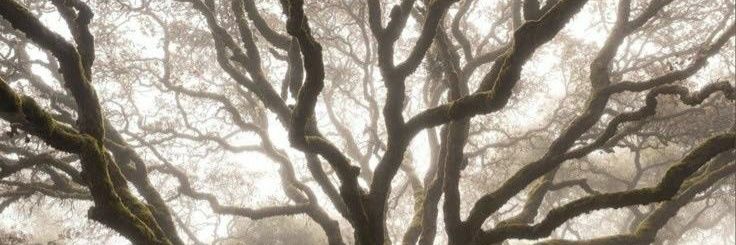 khirae ִ ࣪ ִֶָ🪽་༘࿐ banner