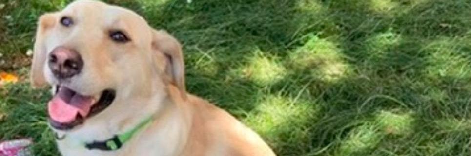 Taylorjerrica banner