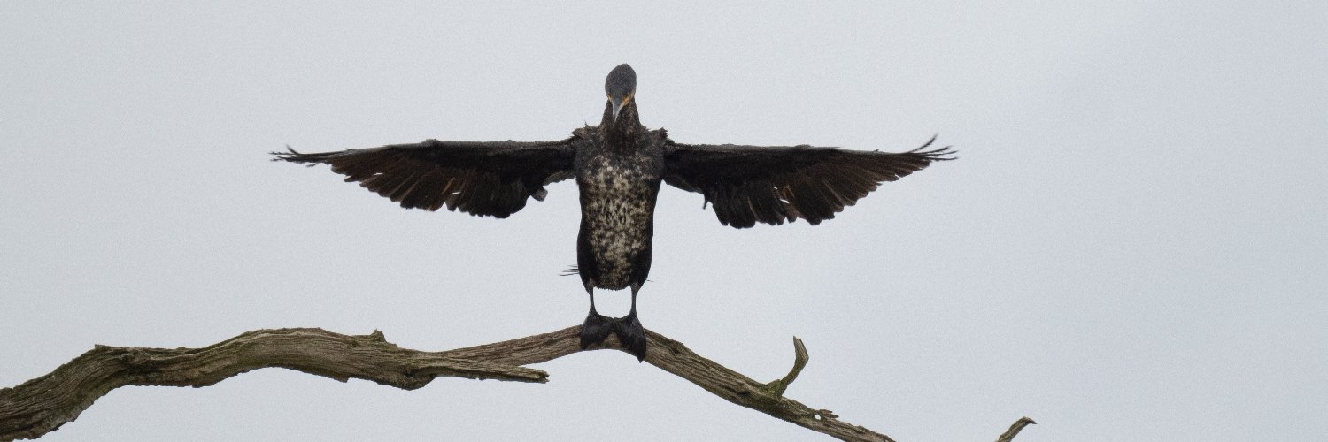 Stuart Wilson banner