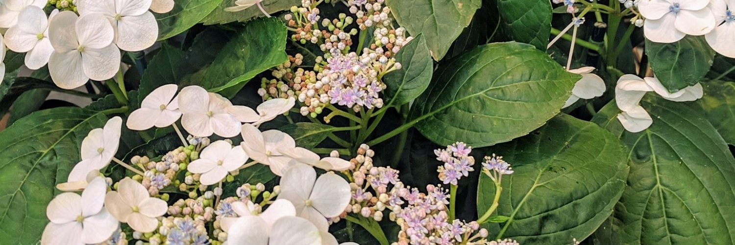 Nicole Ambrose banner