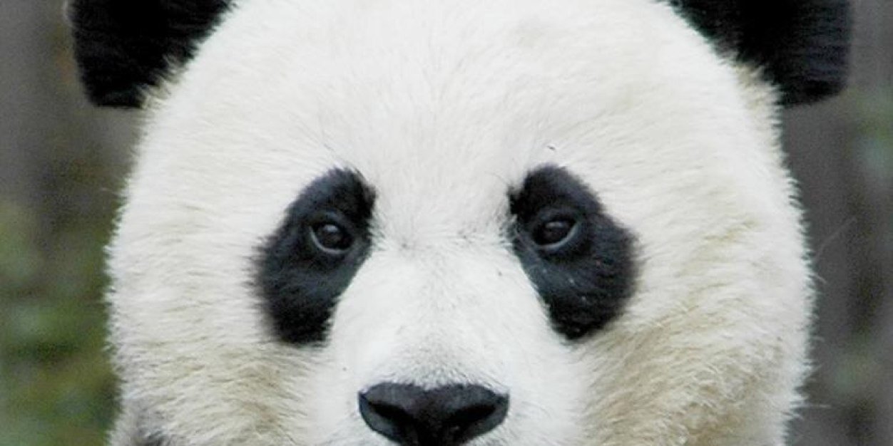 firepanda84's profile banner image