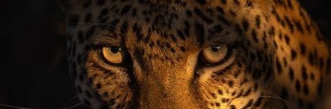 ༚⋆.˚✧ vee bessa 🍒🥂 banner