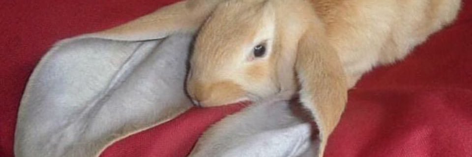 🧛🏻‍♀️ banner