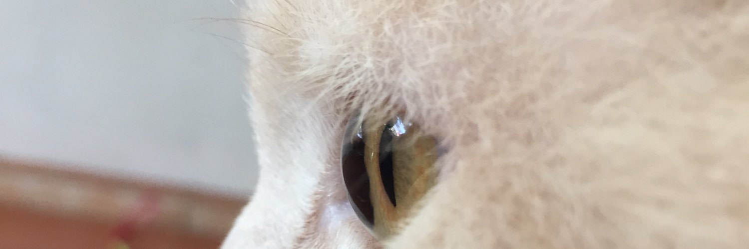 napcheleon's profile banner image