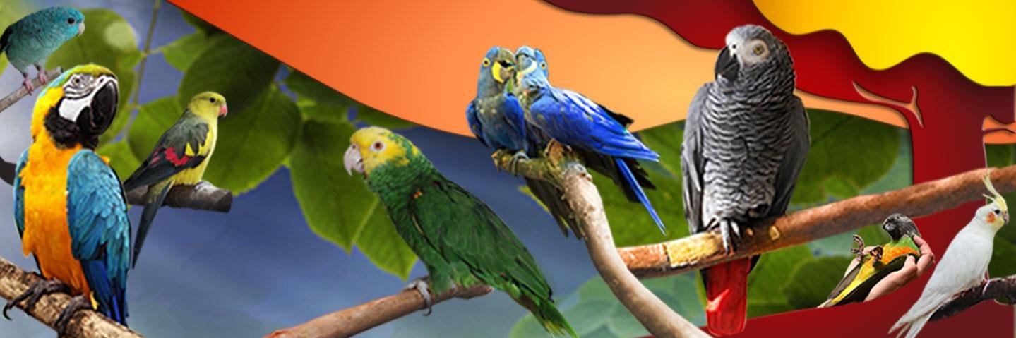 Birdzhaven's profile banner image
