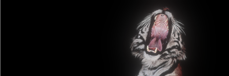 Jake banner