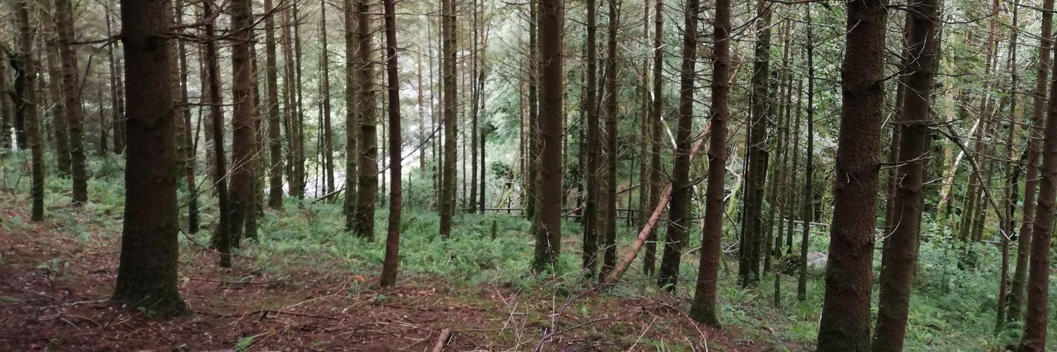 Louise O'Shea🐕 banner