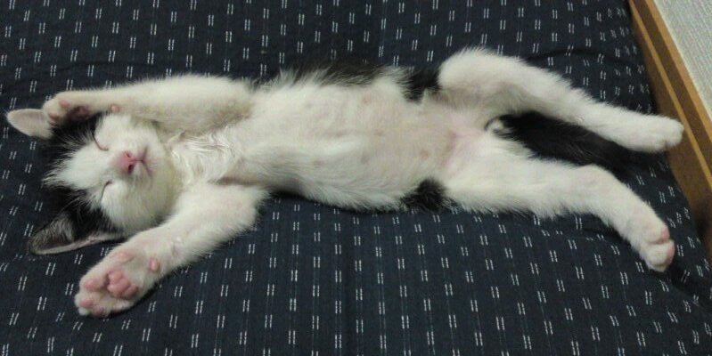 8mikitty8's profile banner image