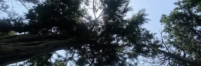 s banner