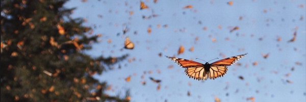 __lauralaura Profile Banner