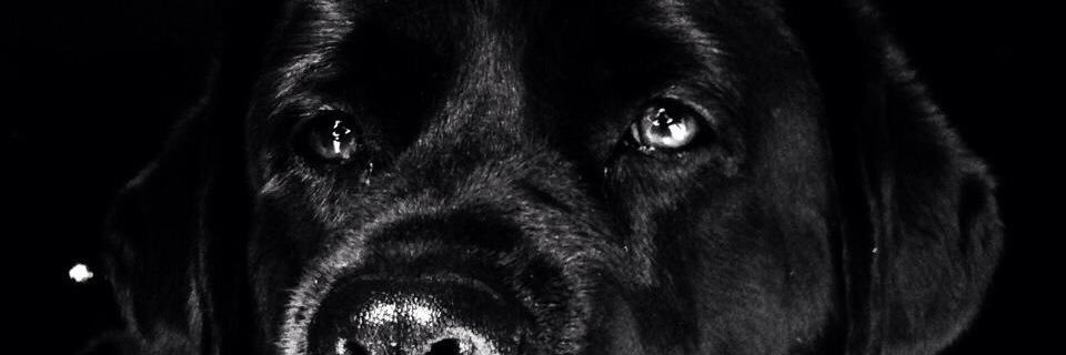 Gface's profile banner image