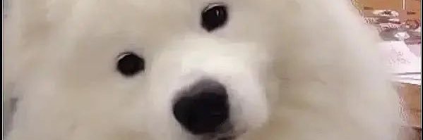 xiaogouF's profile banner image