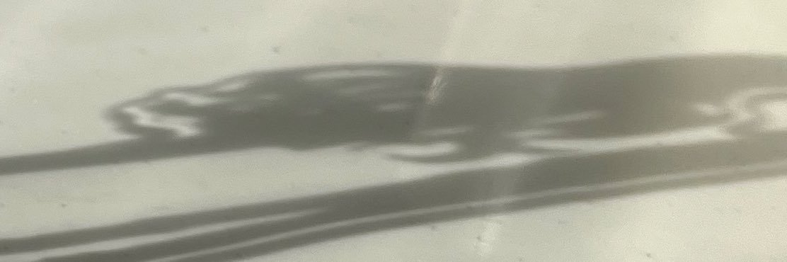 ゴマ banner