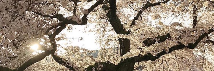 jupicole's profile banner image