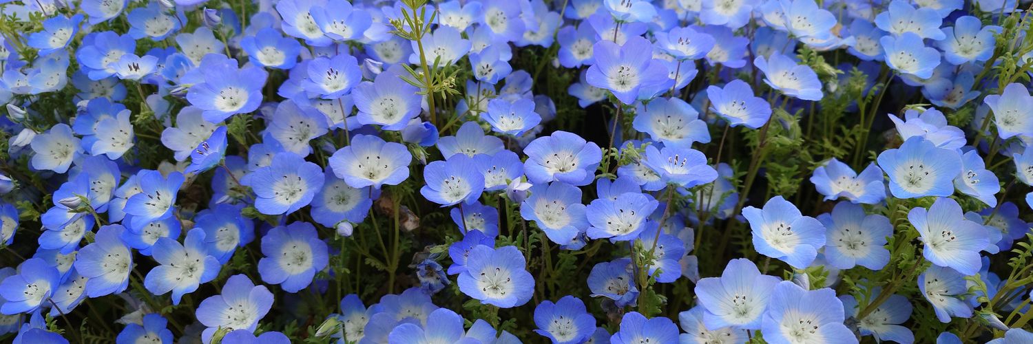 クロック🍎 banner