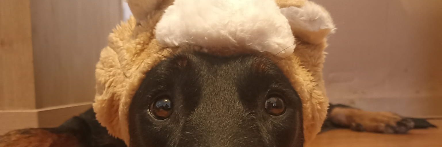raqces's profile banner image