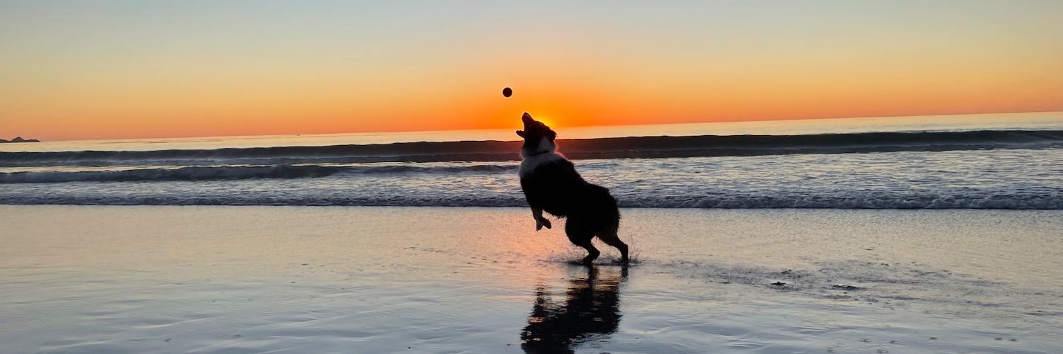 Dimitri Zaninovich banner