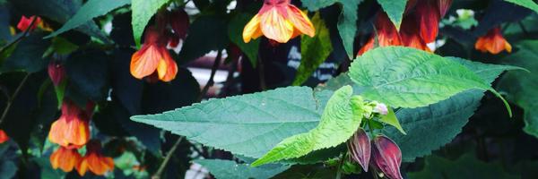 cses Profile Banner