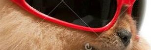 OhagiBites banner