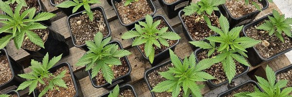 Nichigrower Profile Banner