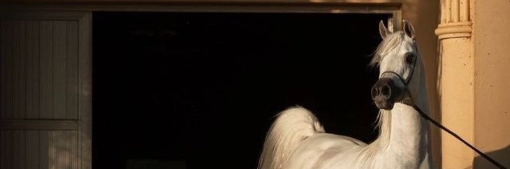 NLo7D's profile banner image